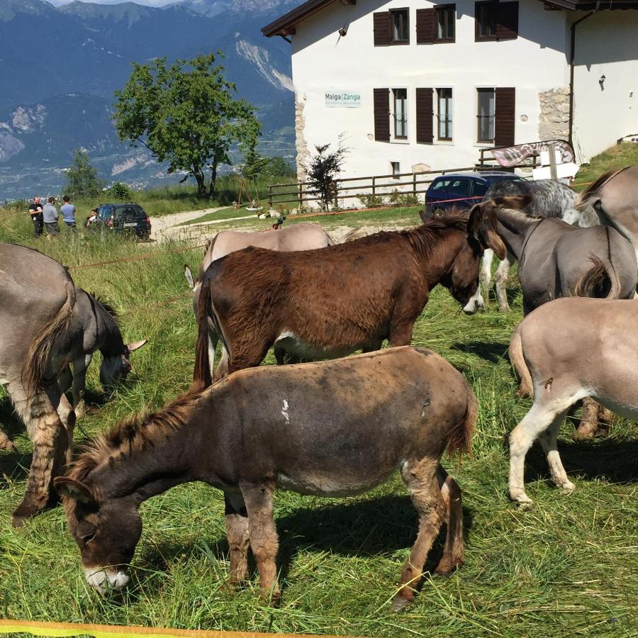 منزل الضيف آركو  في Trentino In Malga: Malga Zanga المظهر الخارجي الصورة